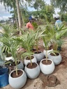 Fibre flower pots( round 33). We produce premium Durable fibreglass flower pots and planters for both indoor and outdoor space