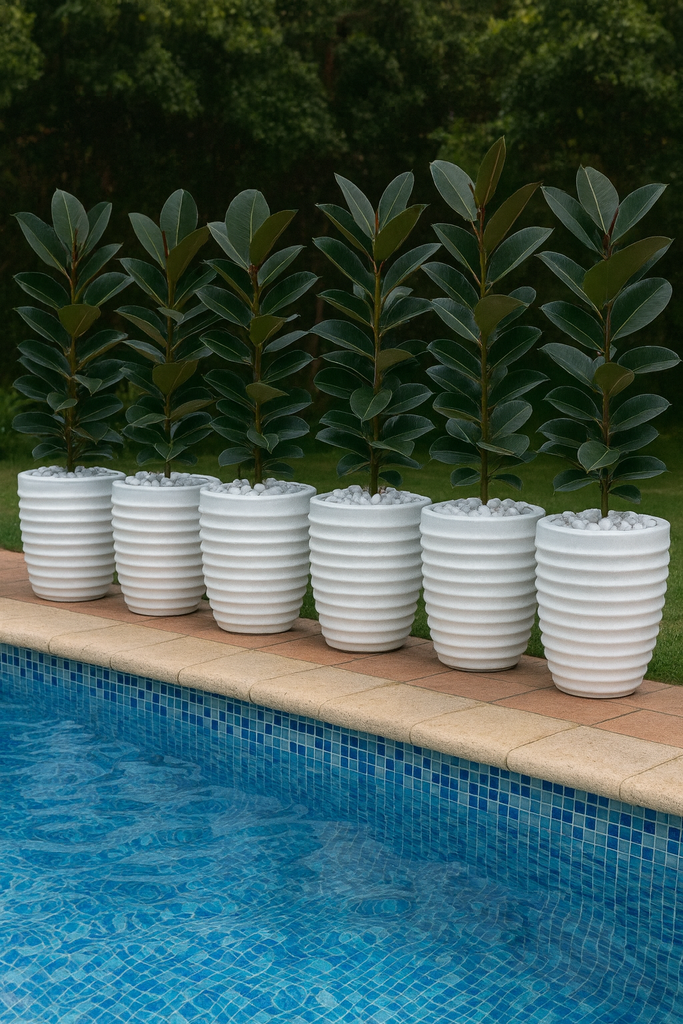 Fibre pot (ringie) size: 33cm(diameter) x 40cm( height)
