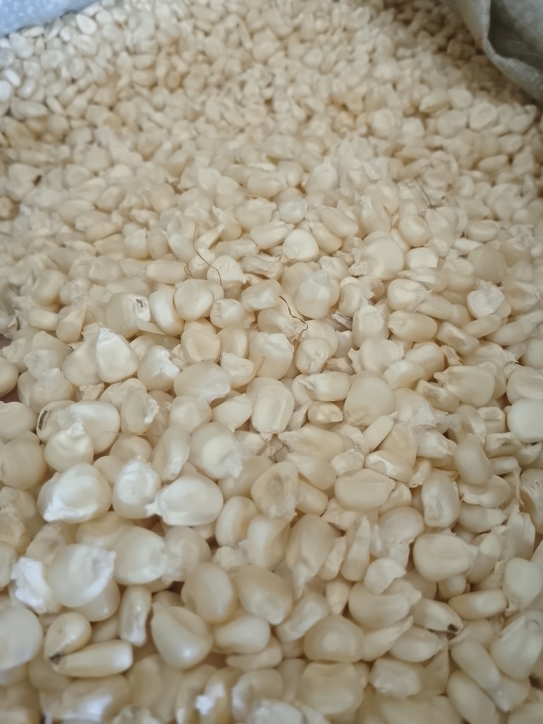 Maize (Ngumu)