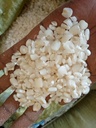 Maize (Muthokoi)