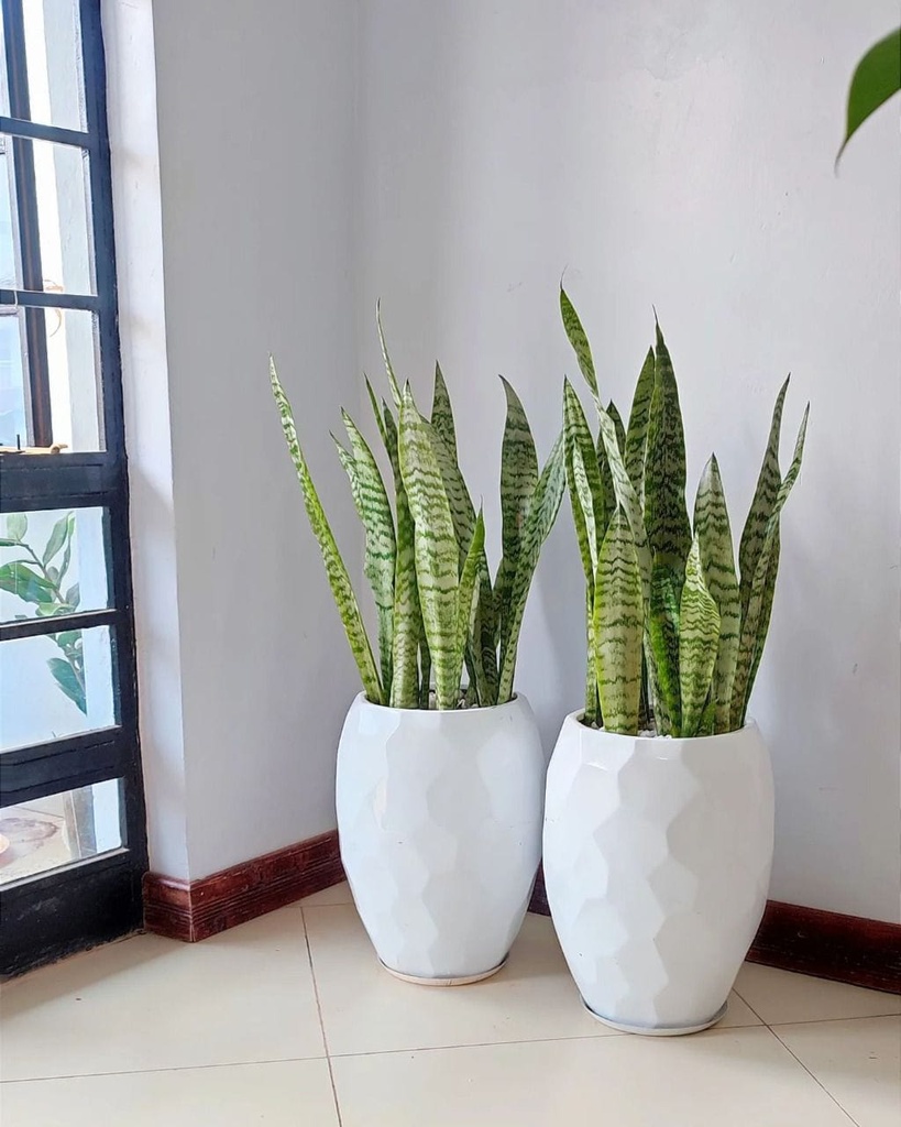 Fibre pot( small prism) size:25cm(Diameter) x 42cm( height)