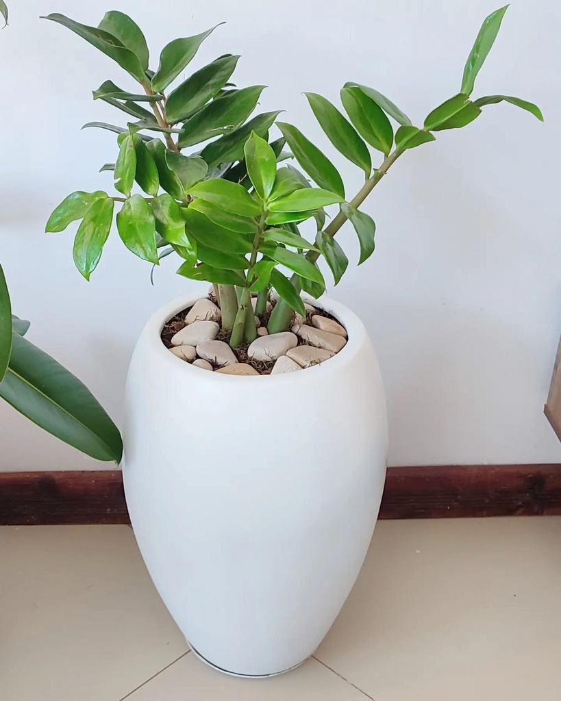 Fibre pot( ronto25) size: 27cm(D) x 50cm( H)