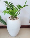Fibre pot( ronto25) size: 27cm(D) x 50cm( H)