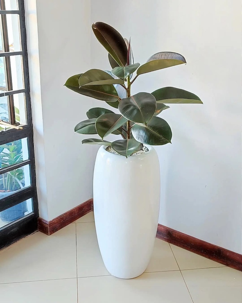 Fibre flower pots ( canna) size: 22cm(D) x 76cm(H)